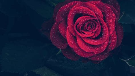 Your Hogwarts Romance! (With very long love story) .
